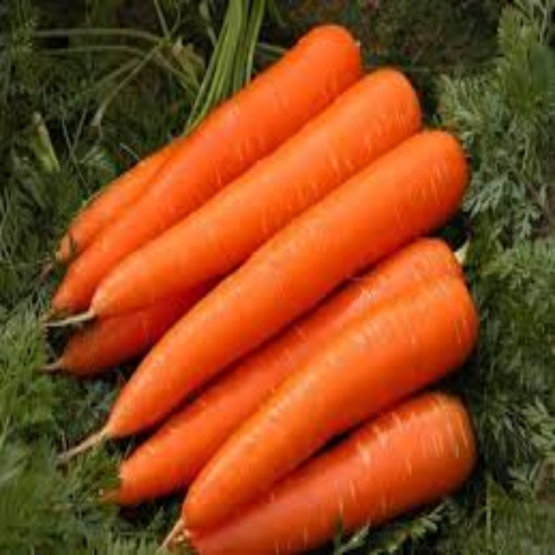 Carrots Enterprise UAE Supplier